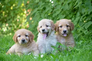 Hovawart: 80196765 Dog - Hovawart puppies Jean-Michel Labat