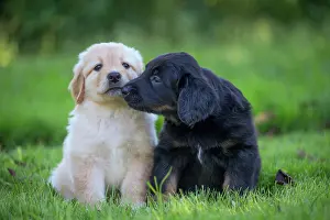 Hovawart: 80196766 Dog - Hovawart puppies Jean-Michel Labat