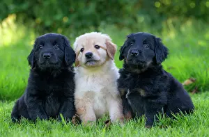 Hovawart: 80196767 Dog - Hovawart puppies Jean-Michel Labat