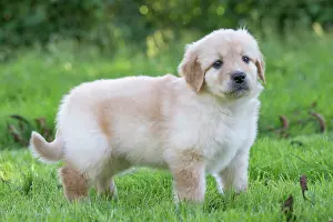 Hovawart: 80196768 Dog - Hovawart puppy Jean-Michel Labat