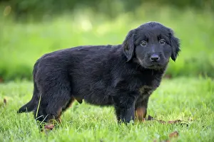 Hovawart: 80196769 Dog - Hovawart puppy Jean-Michel Labat