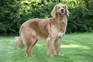 Hovawart: 80196770 Dog - Hovawart Jean-Michel Labat All images