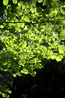 Hazel: 80196772 Hazel Tree leaves - with light shining