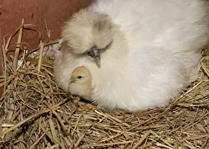 Bantam: 80196773 Chicken - Bantam Hen with newly hatched