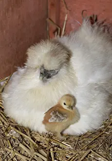Bantam: 80196774 Chicken - Bantam Hen with newly hatched