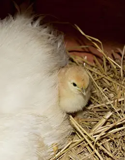 Bantam: 80196776 Chicken - Bantam Hen with newly hatched