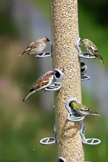 Suspended: 80196779 House Sparrows - with Siskins at bird feeder