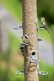 Suspended: 80196780 Siskins - at bird feeder Bwlch Nant Yr