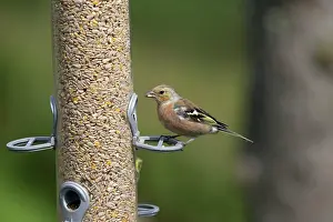 Suspended: 80196781 Chaffinch - at bird feeder Bwlch Nant Yr