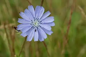 Cichorium: 80196785 Chickory - insect friendly edible wild