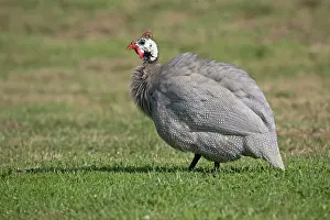 Helmeted: 80196787 Helmeted Guineafowl / Gleanies / Pintades
