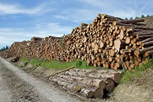 Stacks: 80196789 Wood Pile - stacks of recently felled pine
