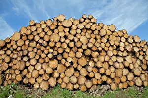 Stack: 80196790 Wood Pile - stacks of recently felled pine