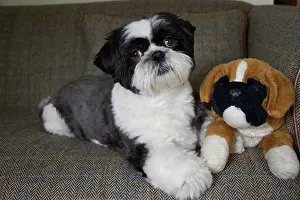 Tweed: 80196827 Dog - Shih Tzu - lying down on sofa with