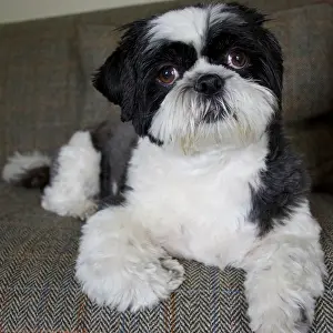 Tweed: 80196828 Dog - Shih Tzu - lying down on sofa Robin