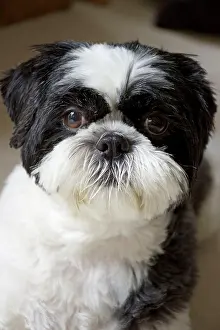 Teddy: 80196829 Dog - Shih Tzu Robin Boswell All images