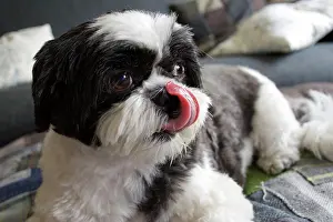 Rests: 80196830 Dog - Shih Tzu - with tongue out licking