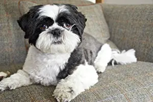 Tweed: 80196831 Dog - Shih Tzu - lying down on sofa Robin
