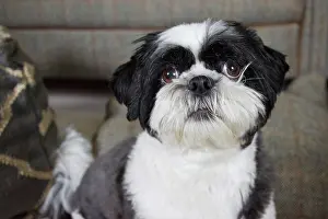 Tweed: 80196832 Dog - Shih Tzu Robin Boswell All images