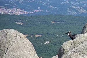 Behind: 80196837 Mountain Goat - appearing behind rocks