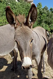 Donkey: 80196838 Sardinian Wild Donkey / Ass Sardinia Equus