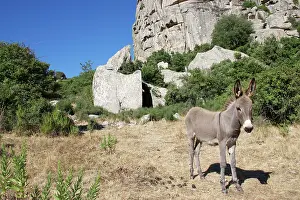 Donkey: 80196839 Sardinian Wild Donkey / Ass Sardinia Equus