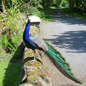Islay: 80196843 Indian / Blue Peafowl - male (Peacock)