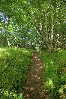 Islay: 80196844 Woodland - country footpath through fresh