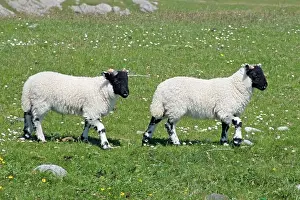 Lambs: 80196849 Sheep - lambs in spring meadow Isle of