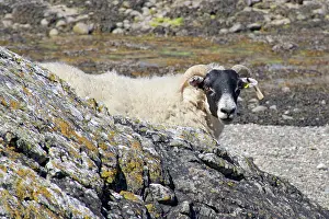 Behind: 80196850 Sheep - appearing from behind rocks Isle