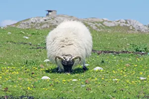 Colonsay: 80196851 Sheep - grazing / feeding on grass Isle