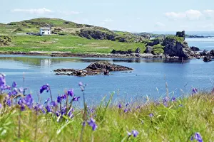 Islay: 80196857 Seascape - with Bluebells in foreground