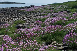 Jura: 80196861 Thrift - on shore Craighouse, Isle of