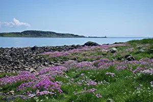Jura: 80196862 Thrift - on shore Craighouse, Isle of