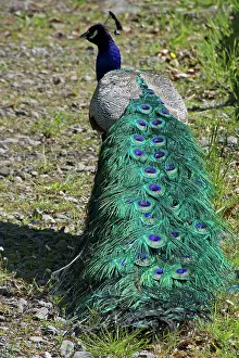 Peafowl: 80196863 Indian / Blue Peafowl - male (Peacock)
