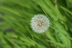 Taraxacum: 80196870 Dandelion - amongst grass Scotland Taraxacum