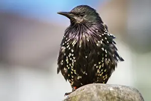 Sturnidae: 80197000 Common Starling - adult Seahouses, United
