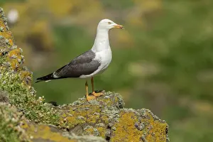 Gulls: 80197001 Lesser Black-Backed Gull - adult May Island