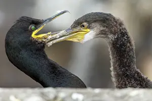 Phalacrocorax: 80197002 European Shag - adult and young Farne Islands