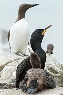 Phalacrocorax: 80197003 European Shag - adult and young on cliffs