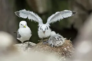 Gulls: 80197006 Black-Legged Kittiwake - at nest on cliff