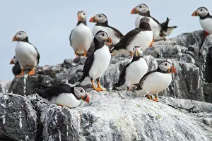 Alcidae: 80197007 Atlantic Puffin - adults on cliff Farne