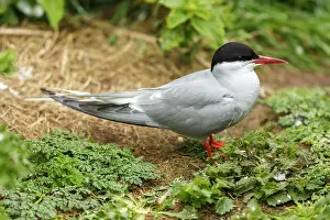 Farne: 80197008 Arctic Tern - adult on ground Farne Islands