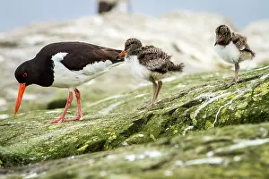 Haematopus: 80197009 Eurasian Oystercatcher - adult and chick