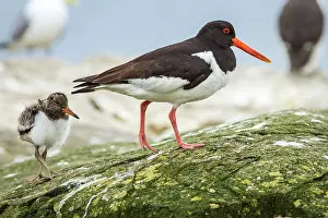 Haematopus: 80197010 Eurasian Oystercatcher - adult and chick