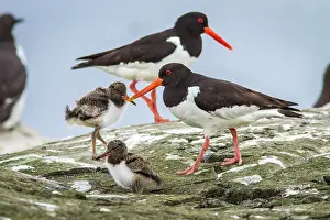 Haematopus: 80197011 Eurasian Oystercatcher - adult and chick