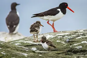 Haematopus: 80197012 Eurasian Oystercatcher - adult and chick