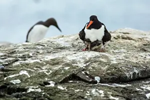 Haematopus: 80197013 Eurasian Oystercatcher - adult and chick