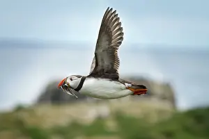 Alcidae: 80197015 Atlantic Puffin - in flight with fish prey