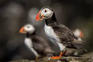 Alcidae: 80197016 Atlantic Puffin - adult on cliff Farne
